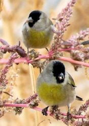 Lawrence's Goldfinch